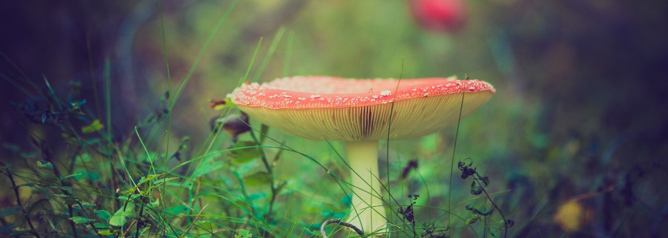 Three Drops from a Cauldron